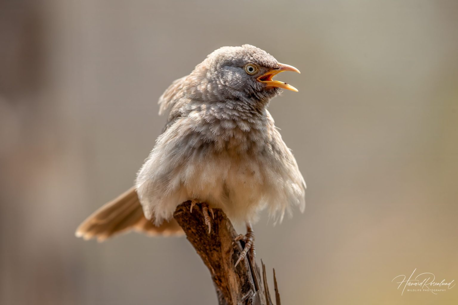 Jungle Babbler (Argya striata) @ Satpura National Park, India. Photo: Håvard Rosenlund