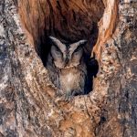 Indian Scops-Owl (Otus bakkamoena) @ Bandhavgarh National Park, India. Photo: Håvard Rosenlund