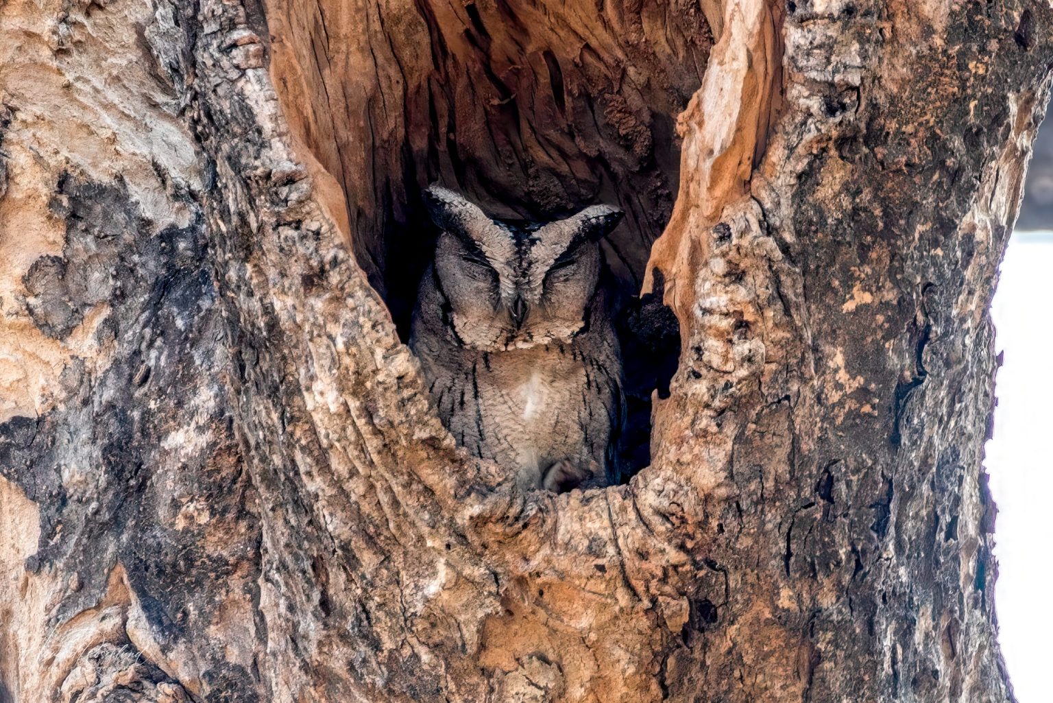 Landsbyugle (Otus bakkamoena) @ Bandhavgarh National Park, India. Foto: Håvard Rosenlund