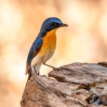 Tickell's Blue Flycatcher (Cyornis tickelliae) @ Satpura National Park, India. Photo: Håvard Rosenlund