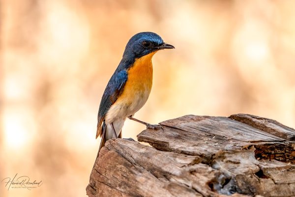 Buskfluesnapper (Cyornis tickelliae) @ Satpura National Park, India. Foto: Håvard Rosenlund