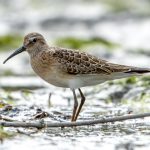 Curlew Sandpiper (Calidris ferruginea) @ Fornebu, Norway. Photo: Håvard Rosenlund