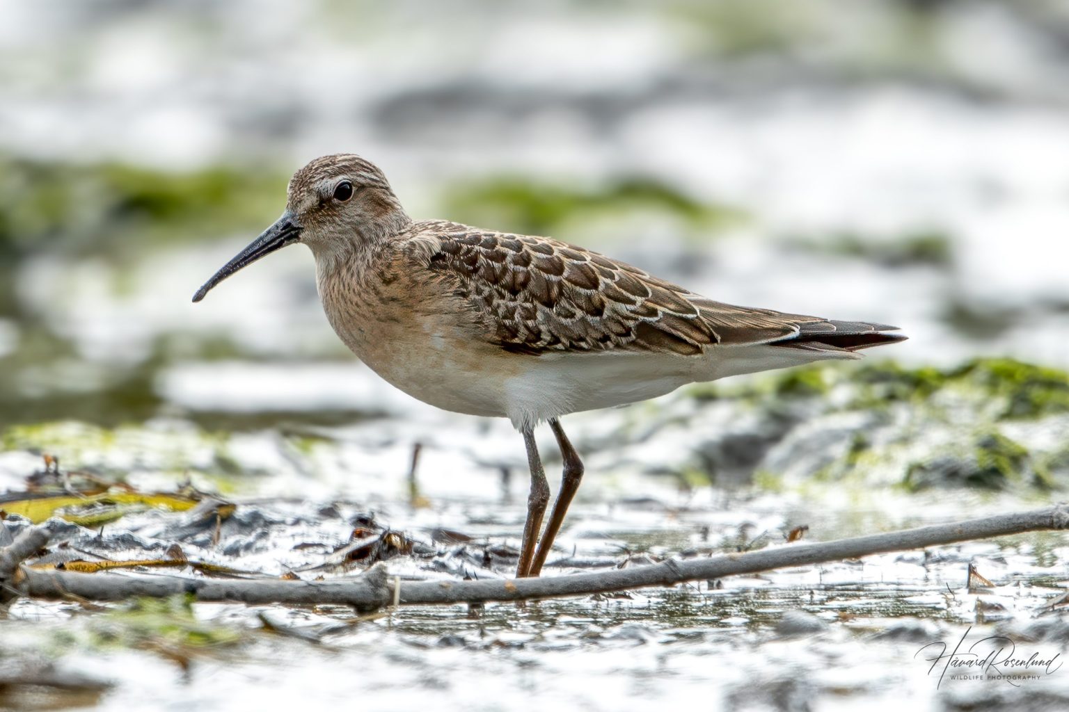 Curlew Sandpiper (Calidris ferruginea) @ Fornebu, Norway. Photo: Håvard Rosenlund