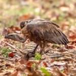 White-rumped Vulture (Gyps bengalensis) - Juvenile @ Kanha National Park, India. Photo: Håvard Rosenlund
