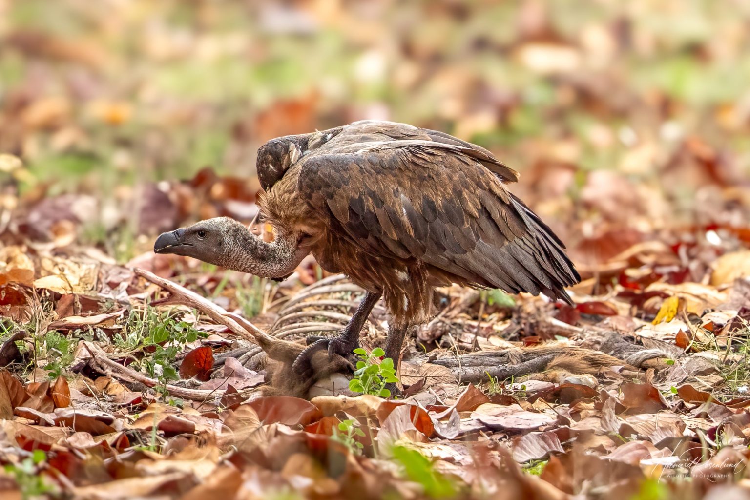 White-rumped Vulture (Gyps bengalensis) - Juvenile @ Kanha National Park, India. Photo: Håvard Rosenlund