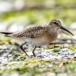 Curlew Sandpiper (Calidris ferruginea) @ Fornebu, Norway. Photo: Håvard Rosenlund