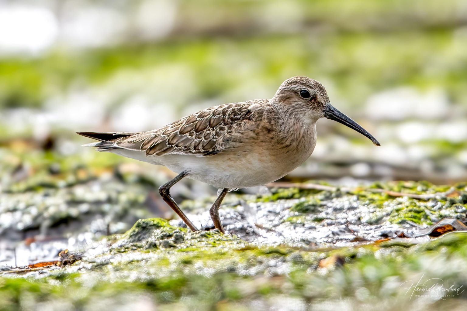 Curlew Sandpiper (Calidris ferruginea) @ Fornebu, Norway. Photo: Håvard Rosenlund