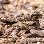 Jungle Nightjar (Caprimulgus indicus) @ Bandhavgarh National Park, India. Photo: Håvard Rosenlund