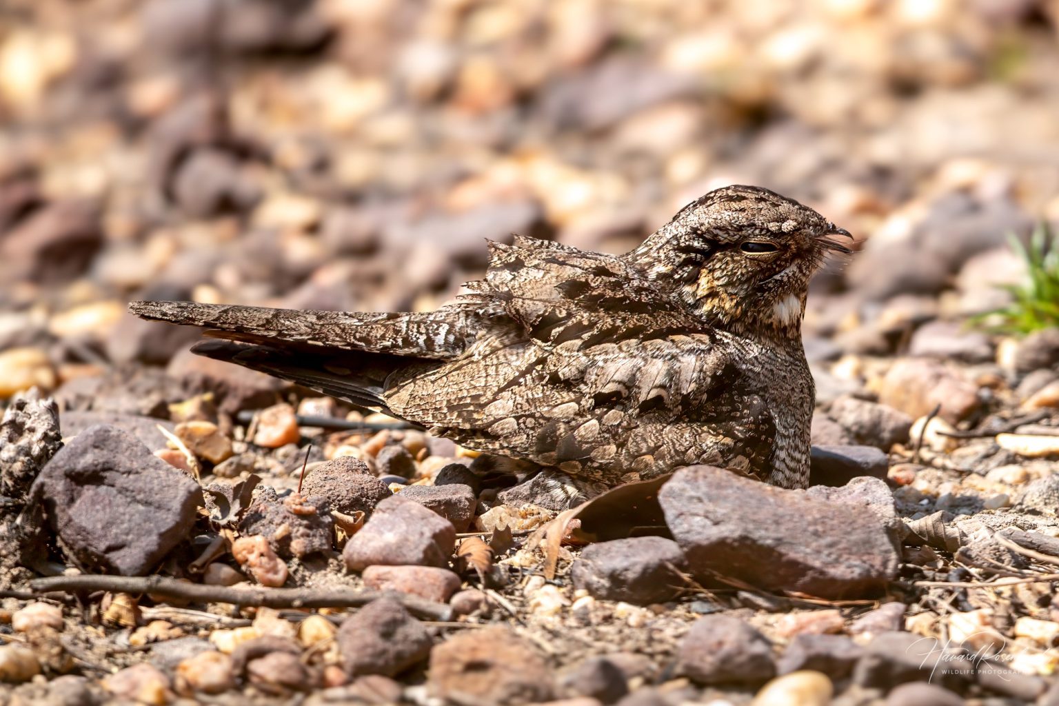 Indianattravn (Caprimulgus indicus) @ Bandhavgarh National Park, India. Foto: Håvard Rosenlund
