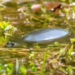 Indian Flapshell Turtle (Lissemys punctata) @ Bandhavgarh National Park, India. Photo: Håvard Rosenlund