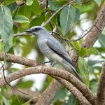 Large Cuckooshrike (Coracina macei) @ Kanha National Park, India. Photo: Håvard Rosenlund