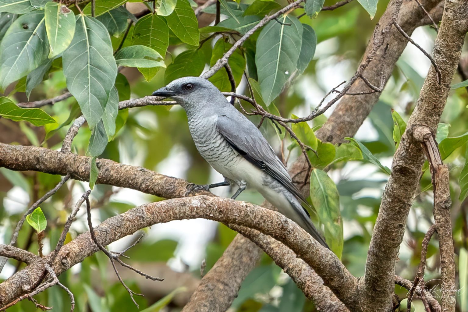 Large Cuckooshrike (Coracina macei) @ Kanha National Park, India. Photo: Håvard Rosenlund