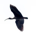 Red-naped Ibis (Pseudibis papillosa) @ Kanha National Park, India. Photo: Håvard Rosenlund