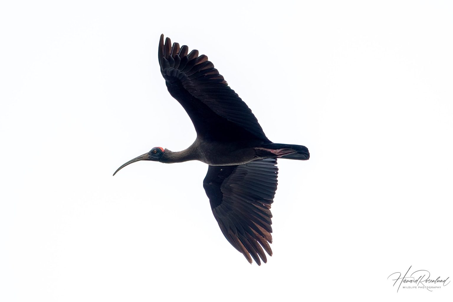 Red-naped Ibis (Pseudibis papillosa) @ Kanha National Park, India. Photo: Håvard Rosenlund