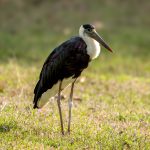 Asian Woolly-necked Stork (Ciconia episcopus) @ Bandhavgarh National Park, India. Photo: Håvard Rosenlund