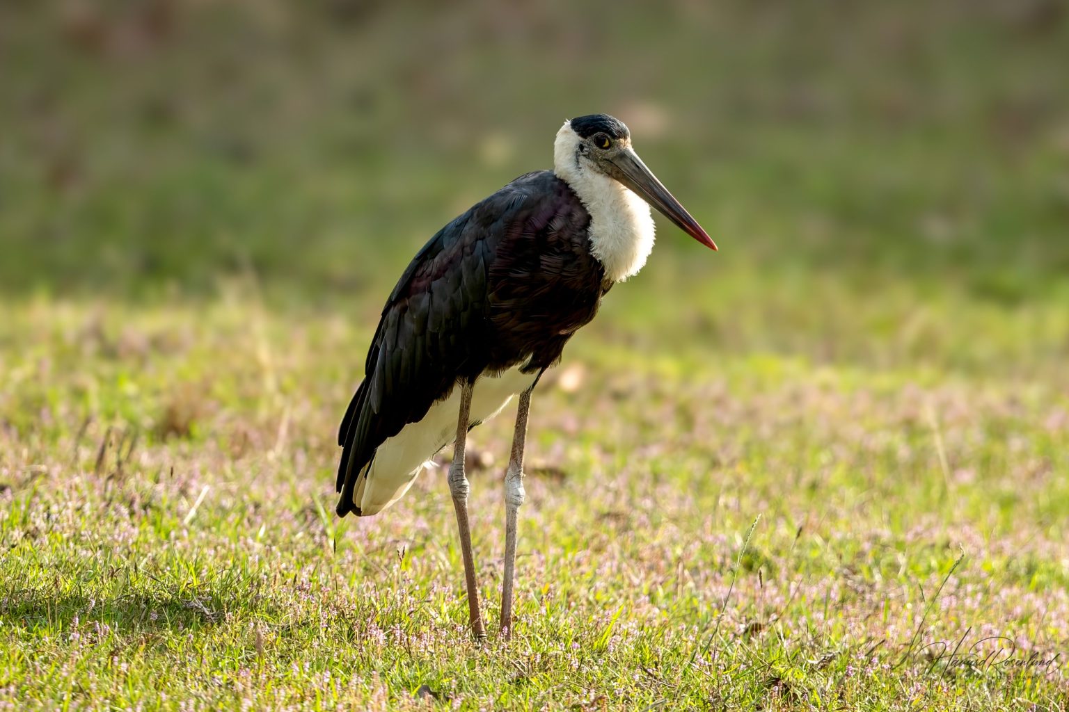 Ullhalsstork (Ciconia episcopus) @ Bandhavgarh National Park, India. Foto: Håvard Rosenlund