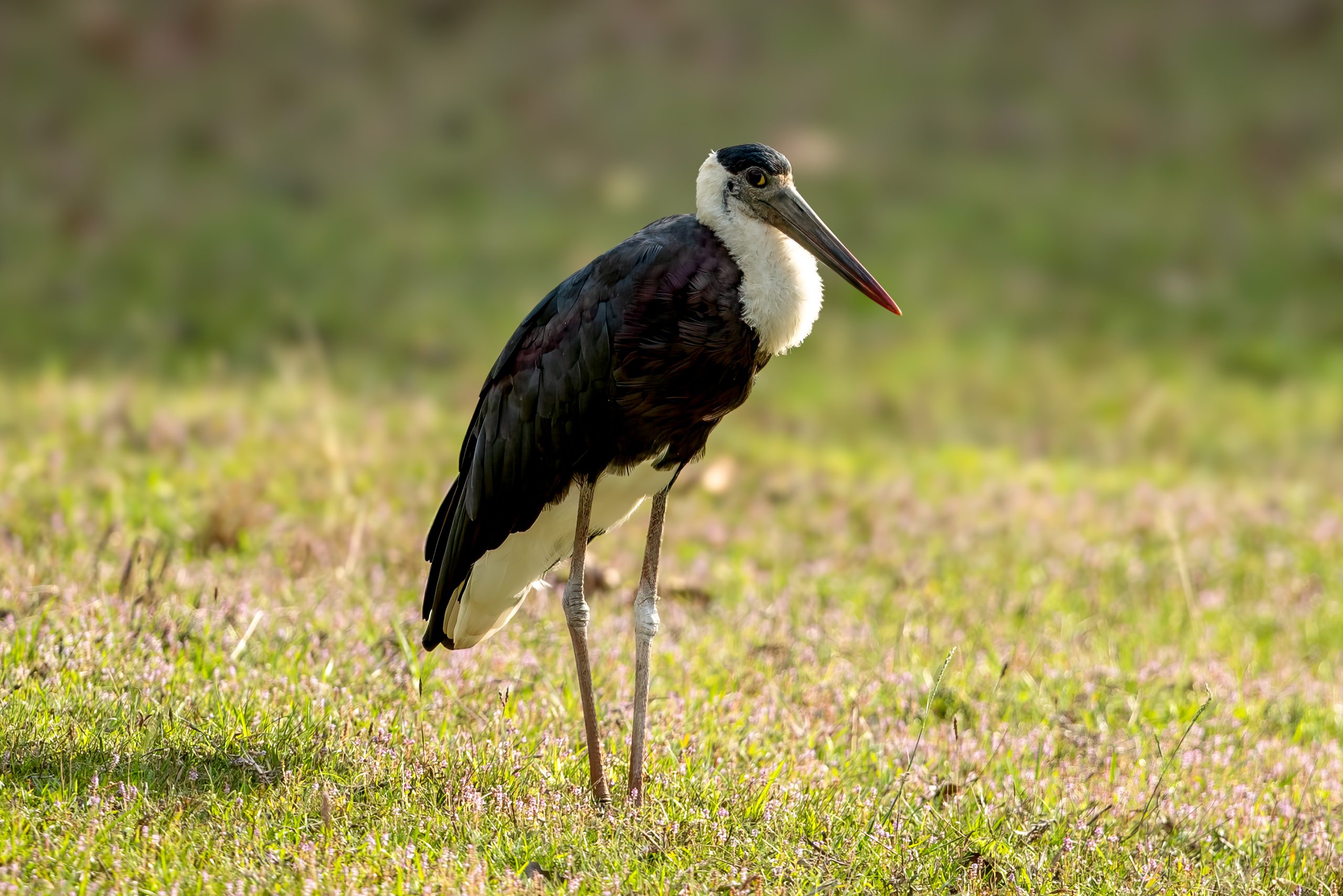 Asian Woolly-necked Stork (Ciconia episcopus) @ Bandhavgarh National Park, India. Photo: Håvard Rosenlund