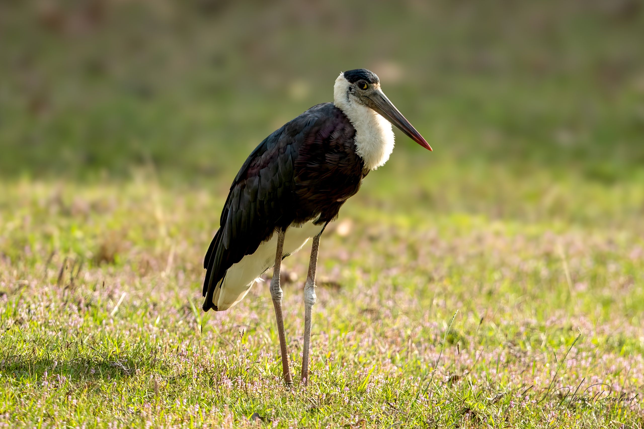 Ullhalsstork (Ciconia episcopus) @ Bandhavgarh National Park, India. Foto: Håvard Rosenlund