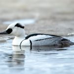 Smew (Mergellus albellus) @ Østensjøvannet, Oslo, Norway. Photo: Håvard Rosenlund