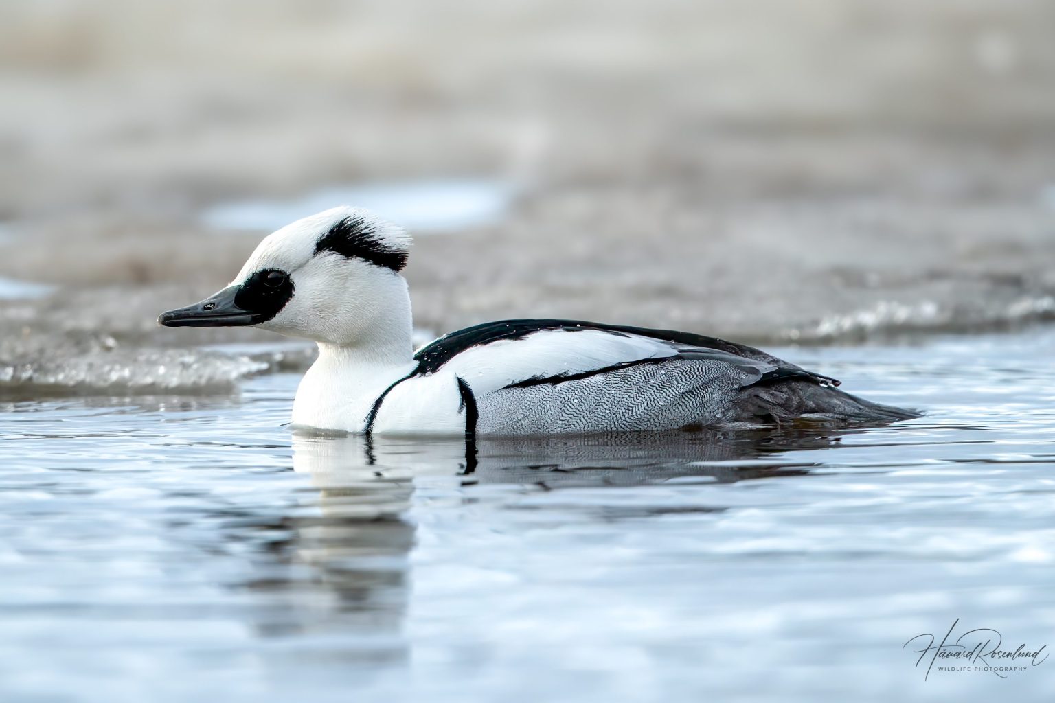 Smew (Mergellus albellus) @ Østensjøvannet, Oslo, Norway. Photo: Håvard Rosenlund
