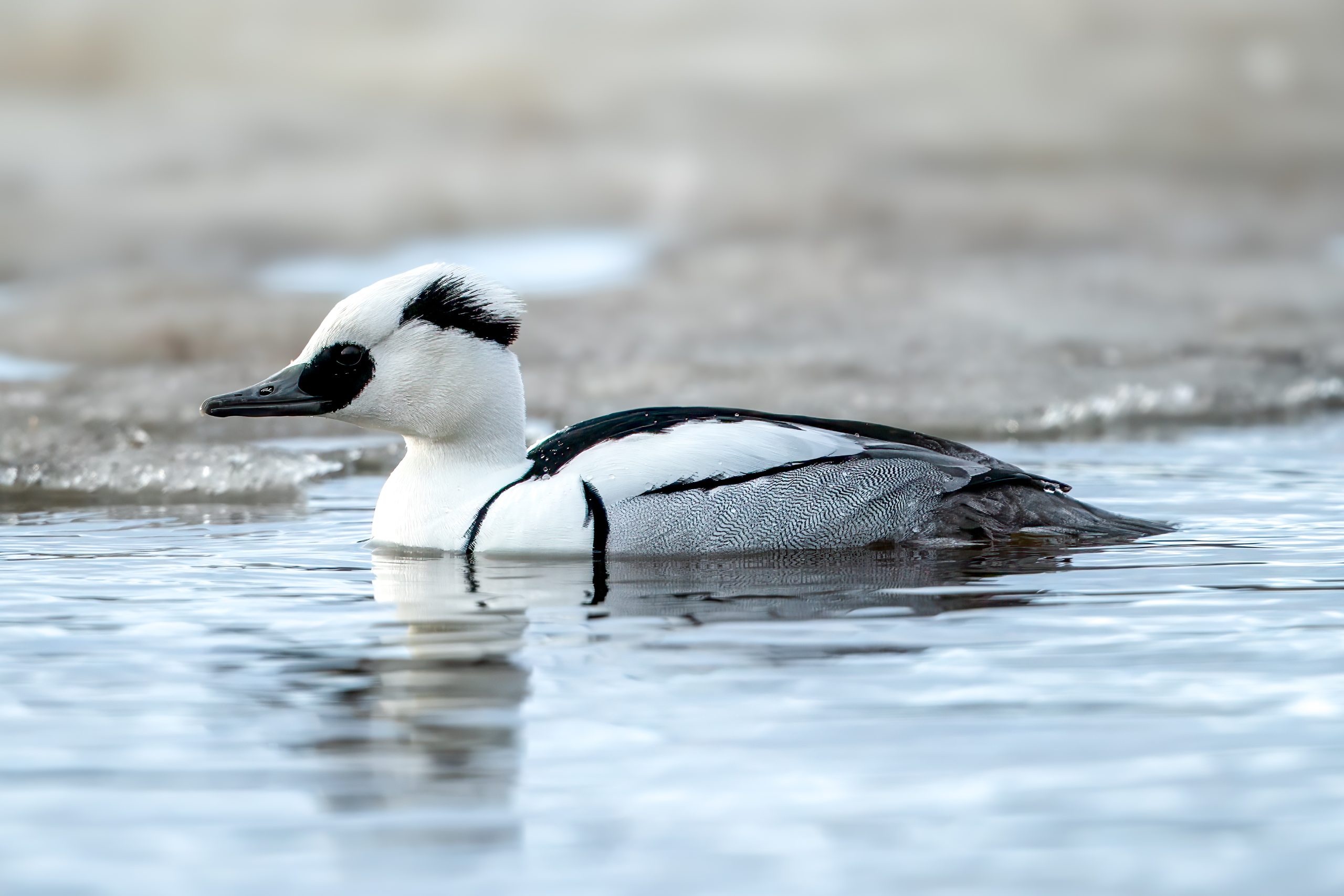Smew (Mergellus albellus) @ Østensjøvannet, Oslo, Norway. Photo: Håvard Rosenlund