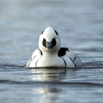 Smew (Mergellus albellus) @ Østensjøvannet, Oslo, Norway. Photo: Håvard Rosenlund