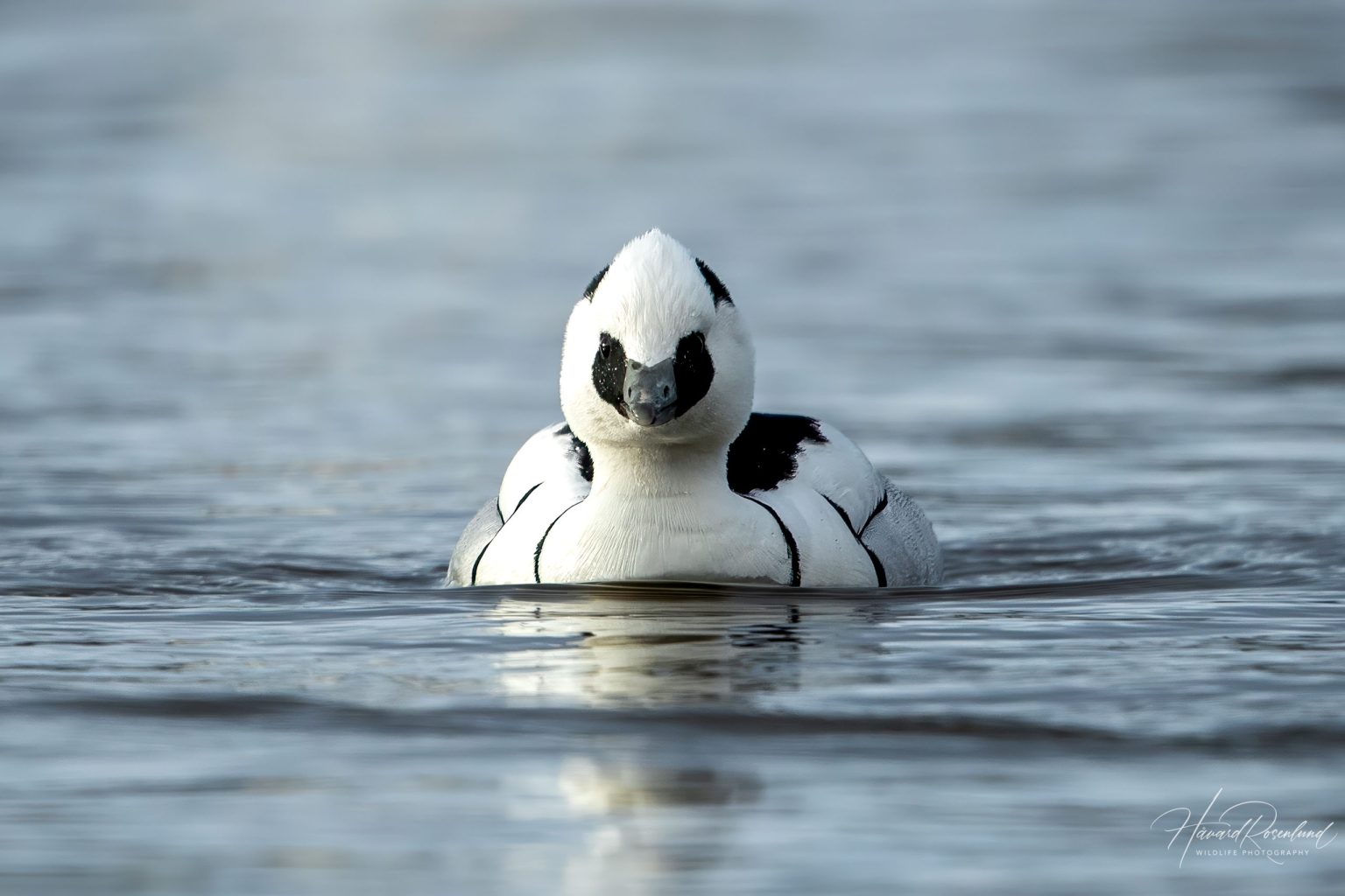 Smew (Mergellus albellus) @ Østensjøvannet, Oslo, Norway. Photo: Håvard Rosenlund