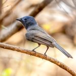 Black-naped Monarch (Hypothymis azurea) - Female @ Satpura National Park, India. Photo: Håvard Rosenlund