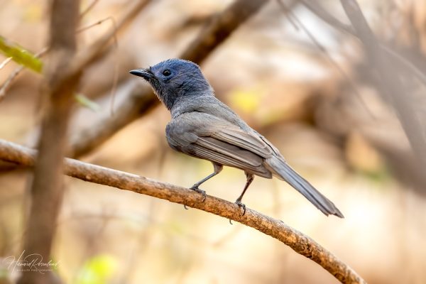 Svartnakkemonark (Hypothymis azurea) - Hunnfugl @ Satpura National Park, India. Foto: Håvard Rosenlund