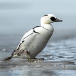 Smew (Mergellus albellus) @ Østensjøvannet, Oslo, Norway. Photo: Håvard Rosenlund