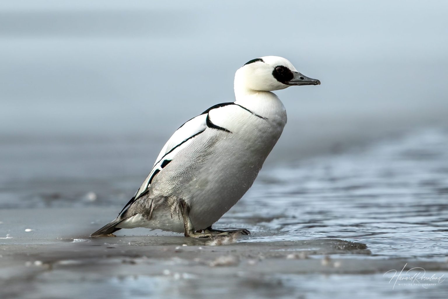 Smew (Mergellus albellus) @ Østensjøvannet, Oslo, Norway. Photo: Håvard Rosenlund