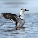 Smew (Mergellus albellus) @ Østensjøvannet, Oslo, Norway. Photo: Håvard Rosenlund