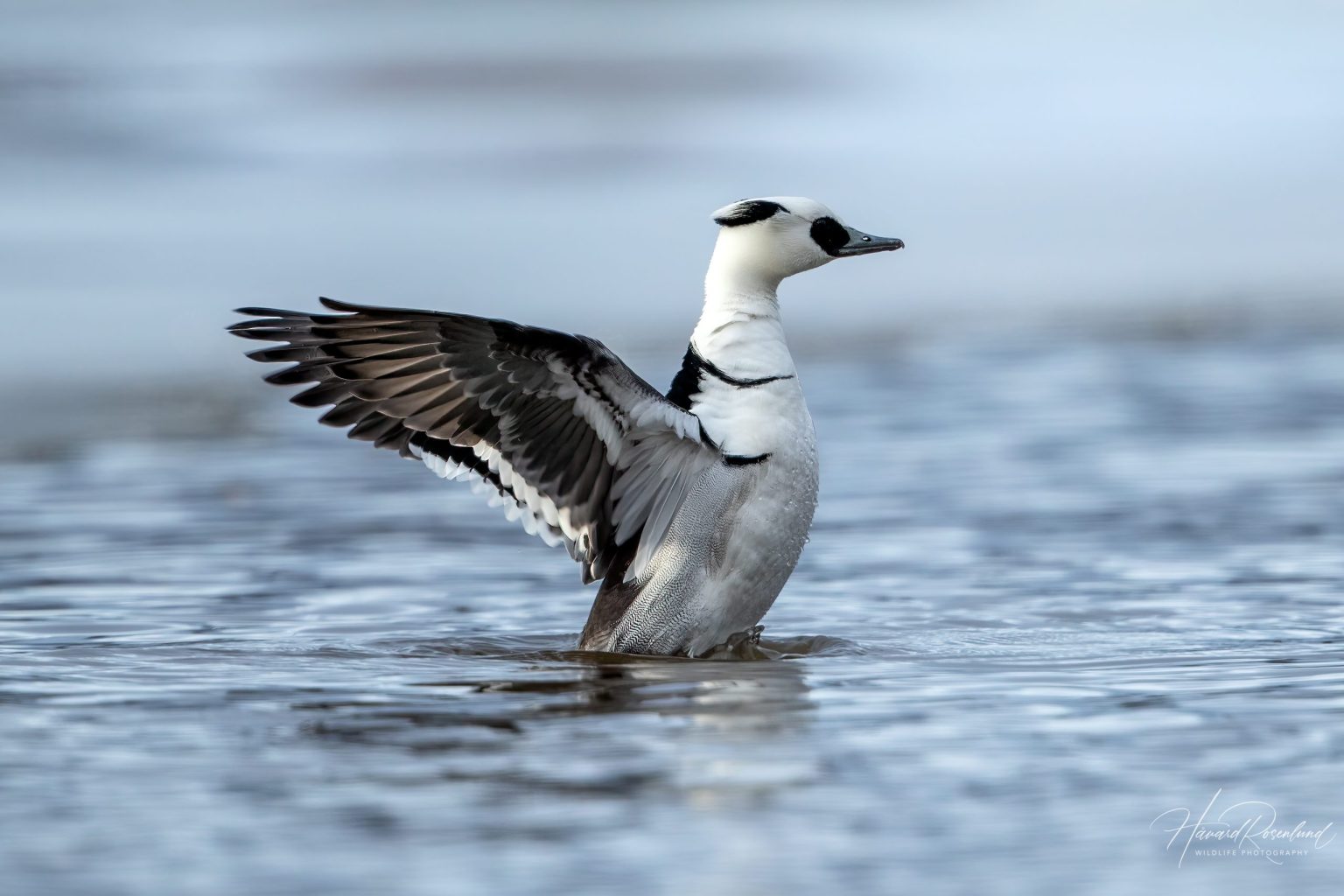 Smew (Mergellus albellus) @ Østensjøvannet, Oslo, Norway. Photo: Håvard Rosenlund