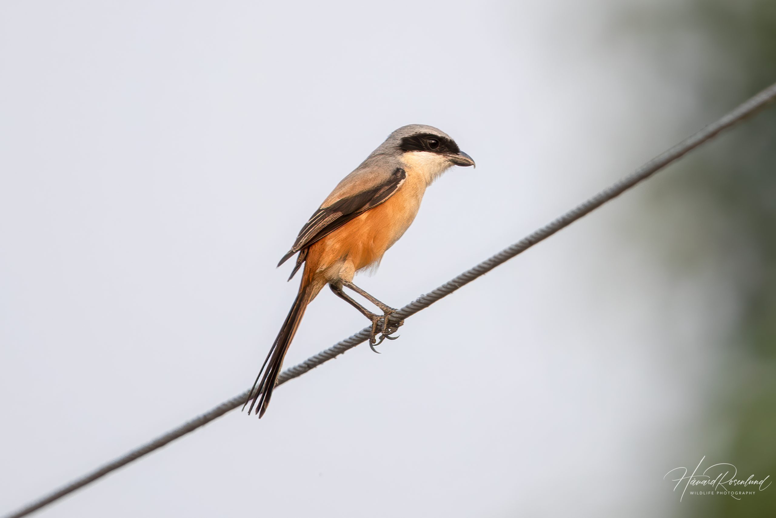 Rustvarsler (Lanius schach) @ Satpura National Park, India. Foto: Håvard Rosenlund
