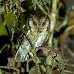 Indian Scops-Owl (Otus bakkamoena) @ Kanha National Park, India. Photo: Håvard Rosenlund