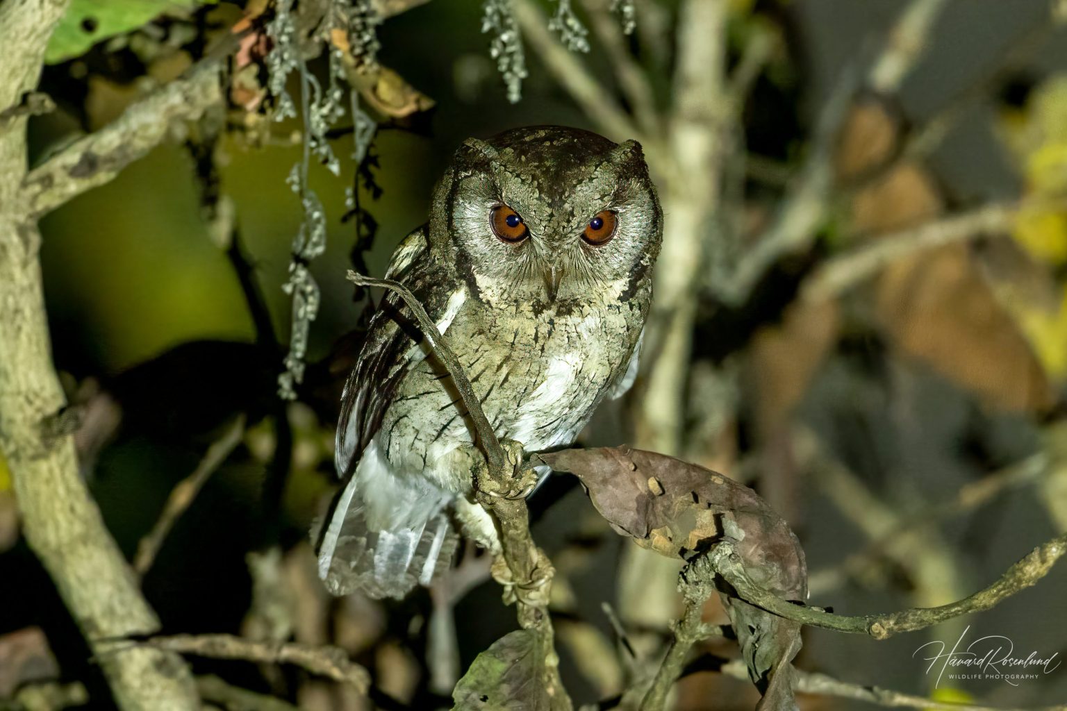Indian Scops-Owl (Otus bakkamoena) @ Kanha National Park, India. Photo: Håvard Rosenlund
