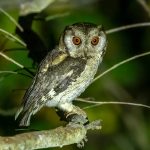 Indian Scops-Owl (Otus bakkamoena) @ Kanha National Park, India. Photo: Håvard Rosenlund