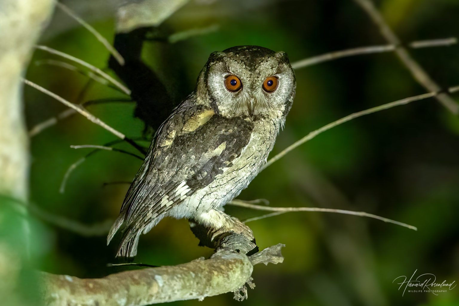 Landsbyugle (Otus bakkamoena) @ Kanha National Park, India. Foto: Håvard Rosenlund