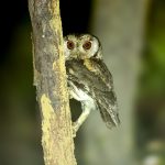 Indian Scops-Owl (Otus bakkamoena) @ Kanha National Park, India. Photo: Håvard Rosenlund
