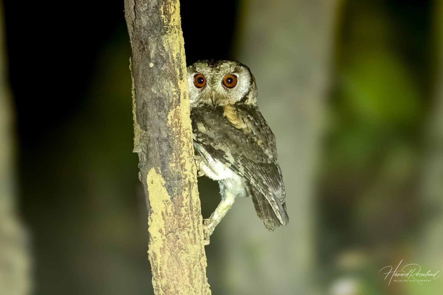 Indian Scops-Owl (Otus bakkamoena) @ Kanha National Park, India. Photo: Håvard Rosenlund