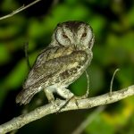 Indian Scops-Owl (Otus bakkamoena) @ Kanha National Park, India. Photo: Håvard Rosenlund