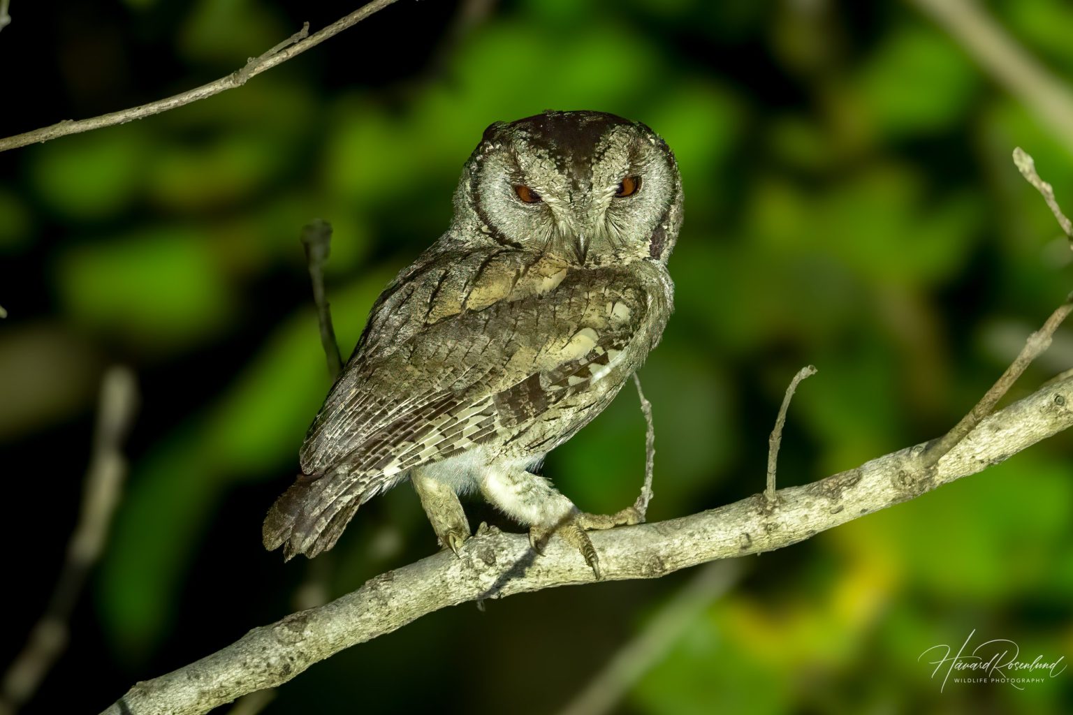 Indian Scops-Owl (Otus bakkamoena) @ Kanha National Park, India. Photo: Håvard Rosenlund