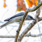 Large Cuckooshrike (Coracina macei) @ Kanha National Park, India. Photo: Håvard Rosenlund
