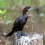 Little Cormorant (Microcarbo niger) @ Bandhavgarh National Park, India. Photo: Håvard Rosenlund