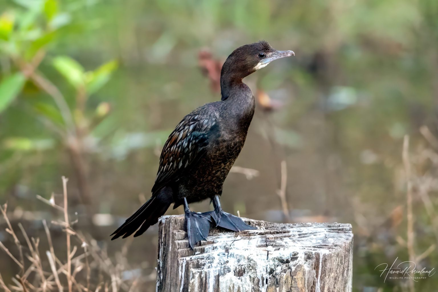 Orientdvergskarv (Microcarbo niger) @ Bandhavgarh National Park, India. Foto: Håvard Rosenlund