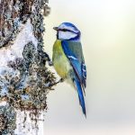 Eurasian Blue Tit (Cyanistes caeruleus) @ Nordre Øyeren Nature Reserve, Norway. Photo: Håvard Rosenlund