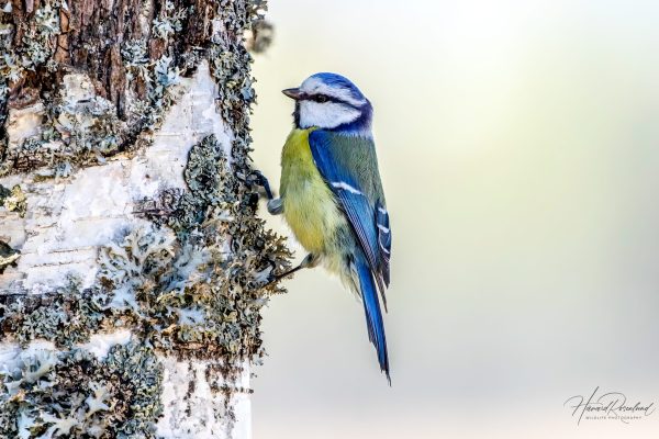 Eurasian Blue Tit (Cyanistes caeruleus) @ Nordre Øyeren Nature Reserve, Norway. Photo: Håvard Rosenlund