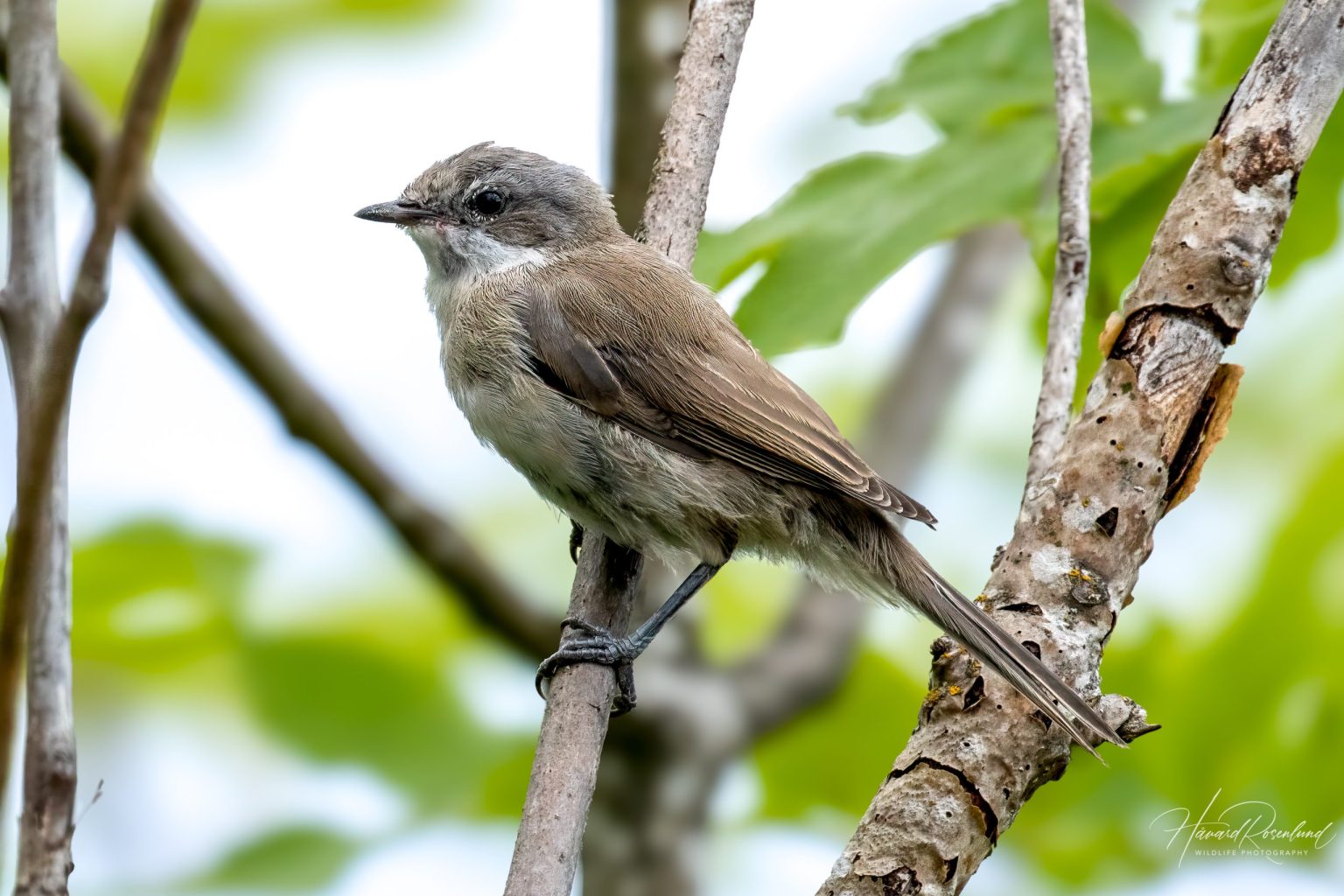 Møller (Curruca curruca) @ Gressholmen, Oslo. Foto: Håvard Rosenlund