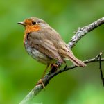 European Robin (Erithacus rubecula) @ Ås, Norway. Photo: Håvard Rosenlund