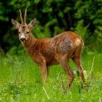 European Roe Deer (Capreolus capreolus) @ Fornebu, Norway. Photo: Håvard Rosenlund